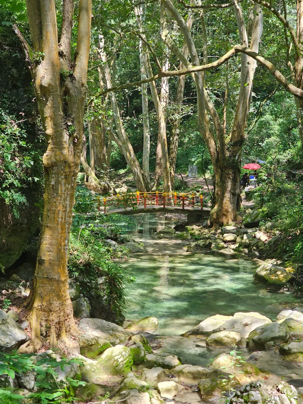 Bosque y arroyo en Pinal de Amoles